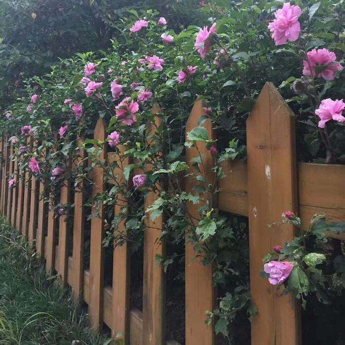 带绿叶木槿树苗丛生木槿花篱笆遮挡围墙树苗生命力强庭院绿篱耐寒