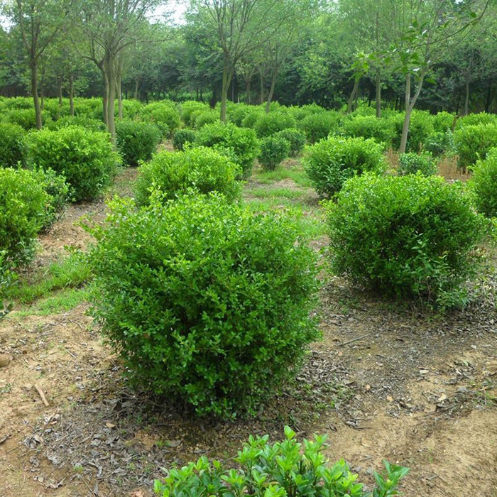 北海道冬青树苗高杆黄杨庭院围墙篱笆植物厂矿路边绿化行道树常绿