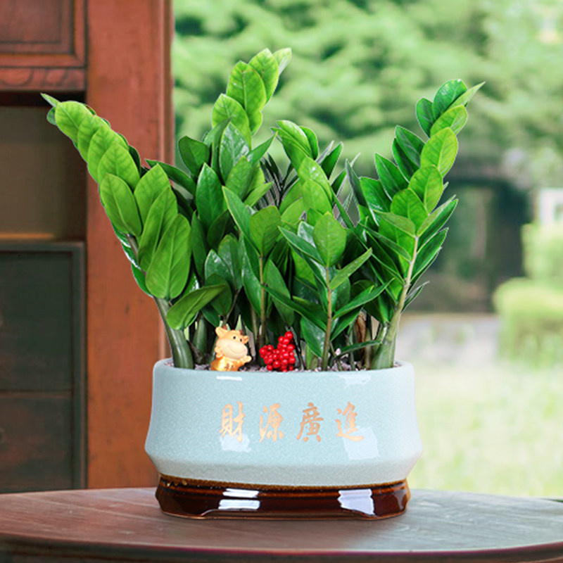 金钱树盆栽四季常青好养摇钱树客厅办公室内植物花卉大绿植盆景