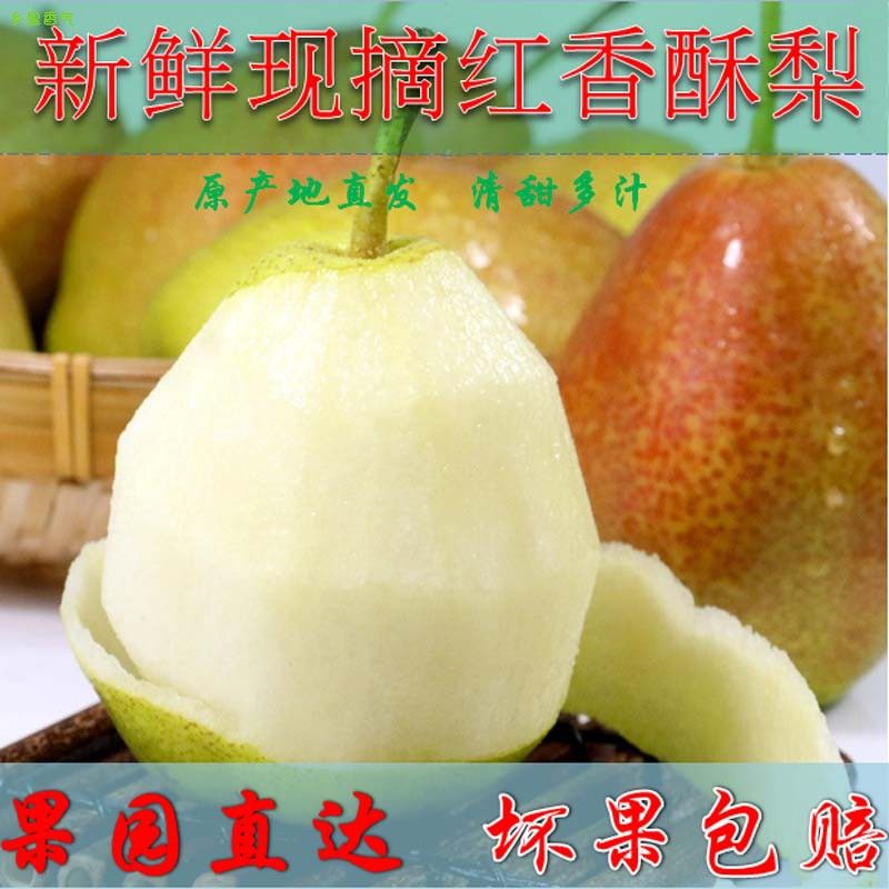 当季新鲜时令水果山西运城红香酥梨大果五斤现摘发非库尔勒|ruв категории водной мясо/свежие фрукты и овощи/еда, свежие фрукты, груша - от Buy2taobao.com для оказания профессиональной услуги покупки агента Taobao