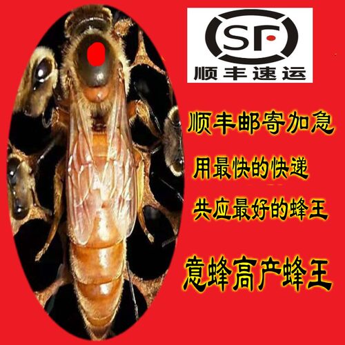 意蜂松丹1号2号优质种王产卵蜜王