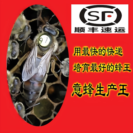 意蜂产卵王开产蜂王松丹一1号高产生产种王新产交尾产卵蜜型蜂王