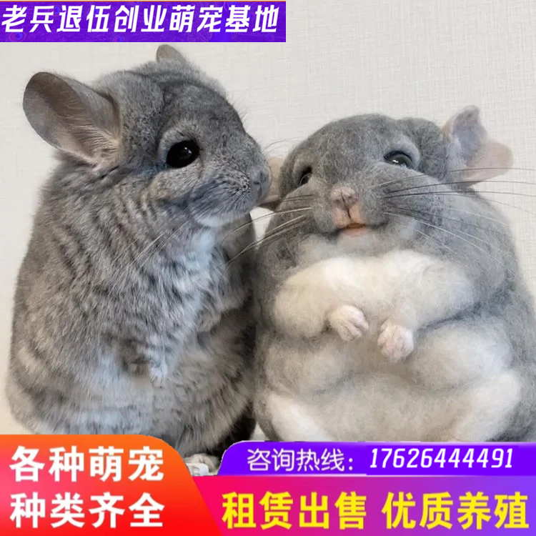 鼠类龙猫银斑粉白米色标灰可爱