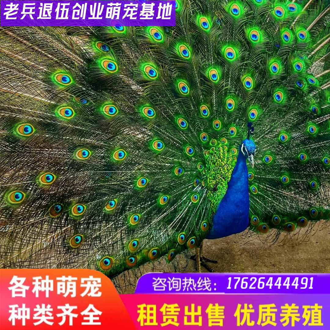 景区观赏鸟蓝孔雀活体宠物幼苗孔雀开屏公母真动物园家养租赁活禽