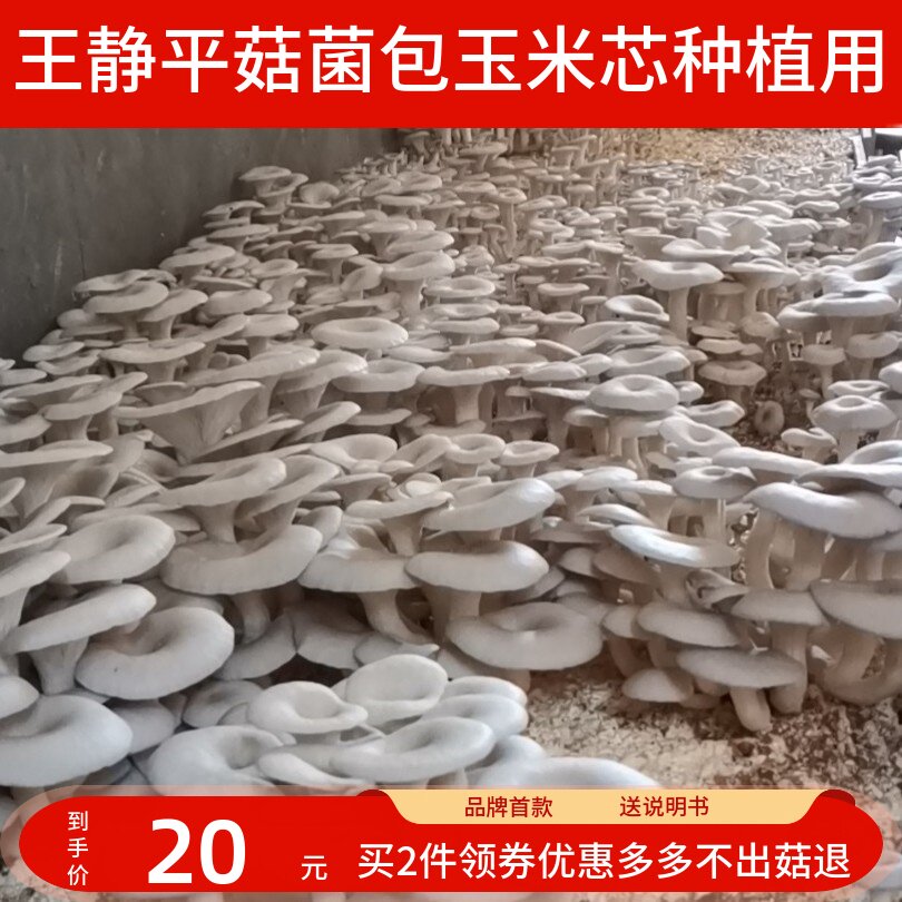 平菇菌种玉米芯种植平菇栽培三级种1包大包食用菌盆栽喷水出菇