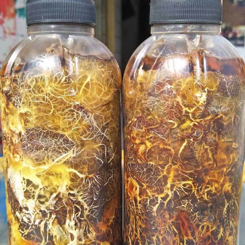 天麻蜜环菌2瓶栽培种猪苓菌种