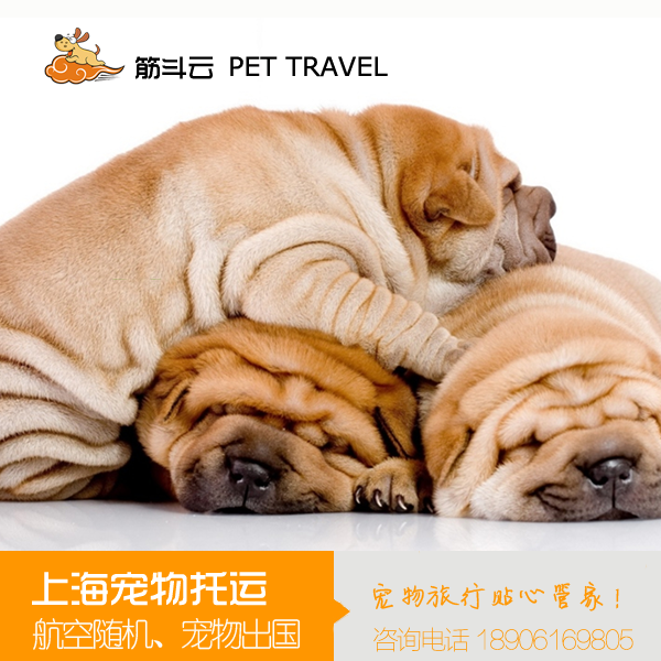 上海宠物托运证件全国狗狗猫咪托运服务空运火车宠物专车运输上门