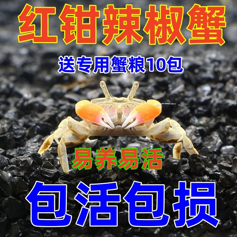 红钳辣椒蟹活体宠物螃蟹迷你观赏蟹吃虫除藻淡水蟹鱼缸爬宠豆豆蟹
