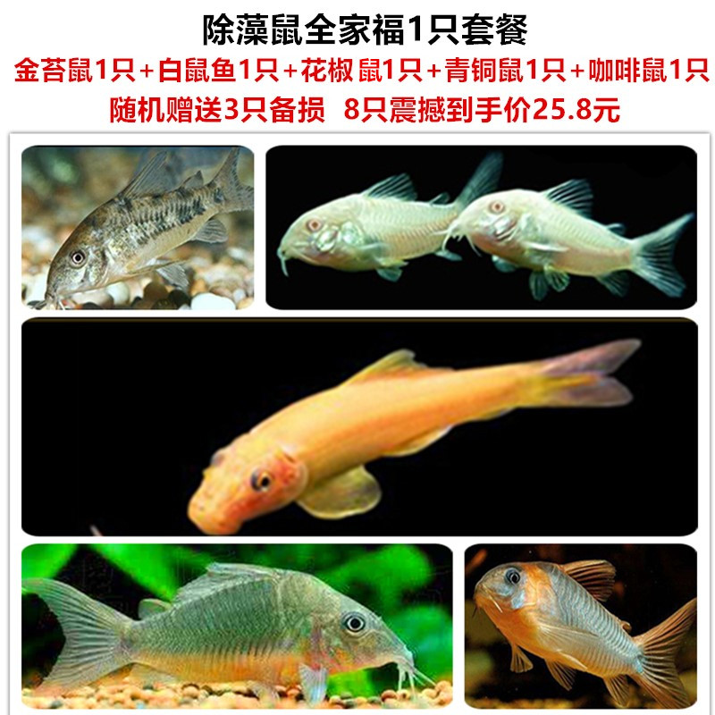 鱼缸除藻清洁工具鱼金苔鼠花椒咖啡青铜白鼠鱼异性胡子红蓝眼胡子|ruв категории животное/Животное питание и принадлежностей, аквариум мира, рыба - от Buy2taobao.com для оказания профессиональной услуги покупки агента Taobao