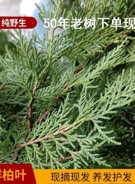 侧柏叶5斤中药材新鲜野生