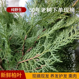 侧柏叶5斤松柏叶扁柏叶中药材新鲜野生无枝洗发防脱乌发增发包邮