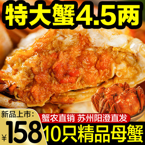 阳澄大闸蟹现货鲜活特大大闸蟹
