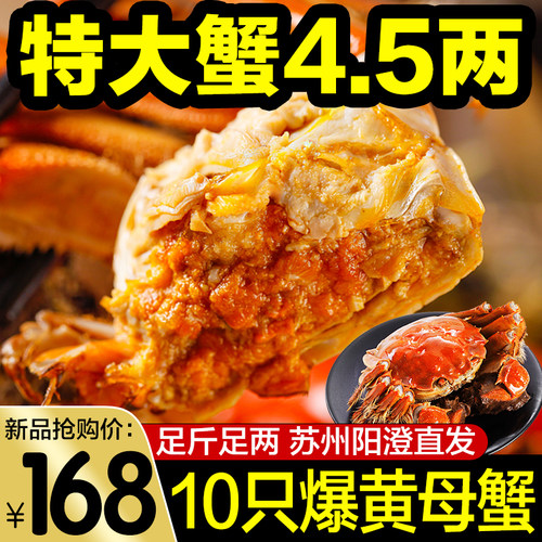 特大大闸蟹10只精品阳澄活蟹