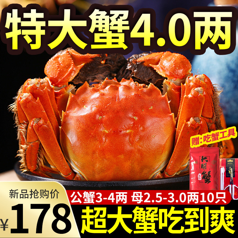特大活蟹鲜活现货大闸蟹