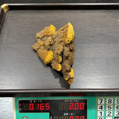 西藏野生桑树桑黄重量165克