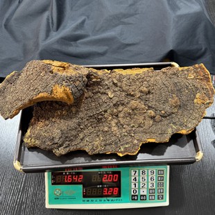 西藏野生桑树桑黄重量1642克,年份七八十 野生桑树桑黄灵芝