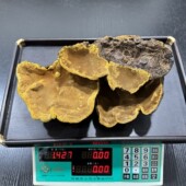 西藏墨脱野生桑树桑黄 年份五六十西藏桑树桑黄灵芝 重量1427克