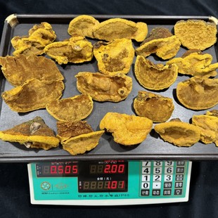 西藏墨脱桑树桑黄十年以下小年份桑树桑黄正宗西藏野生桑黄灵芝