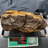 百年福利丑货 野生桑树桑黄灵芝 西藏野生桑树桑黄重量五斤多