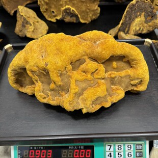 西藏察隅桑树桑黄野生桑黄精品500克 正宗野生西藏察瓦龙桑树桑黄