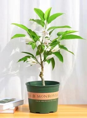 白兰花盆栽白玉兰树苗黄角兰带花苞浓香型花卉植物阳台好养活四季