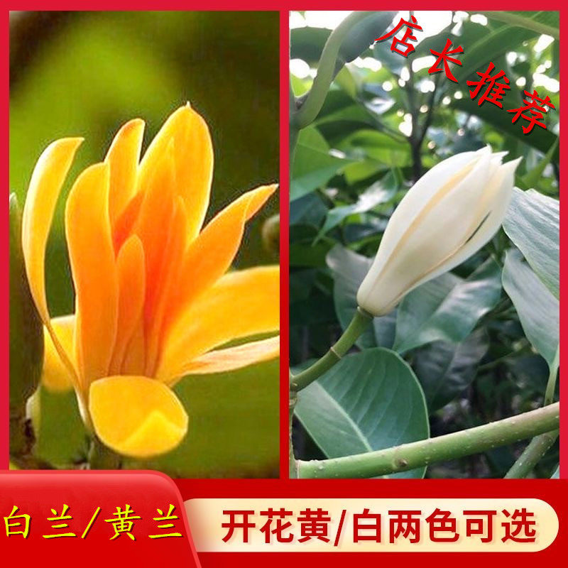 广东白兰花盆栽黄角兰黄桷兰白玉兰黄玉兰花缅桂花苗盆栽树苗庭院