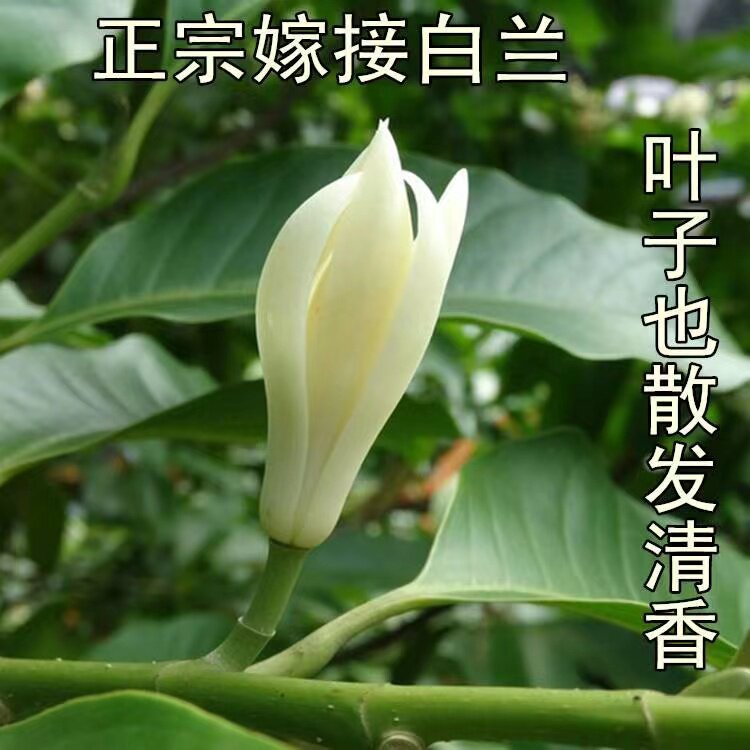 白兰花盆栽黄角兰黄桷兰花苗盆栽树苗庭院白玉兰植物白玉兰黄玉兰
