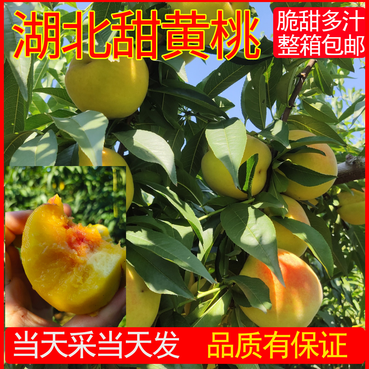 湖北黄桃新鲜孕期水果现摘现发毛桃子当季整箱应季大果礼盒香脆甜 - 实物图