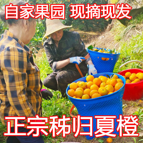 湖北夏橙现摘现发酸甜多汁