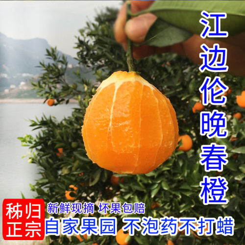 正宗伦晚脐橙新鲜现摘不打蜡