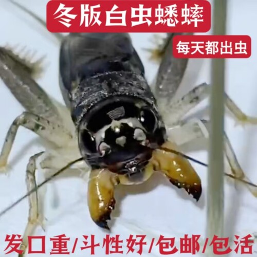 冬版白虫蟋蟀蛐蛐发口重斗性好包活包邮公虫宁阳泗店份房直发