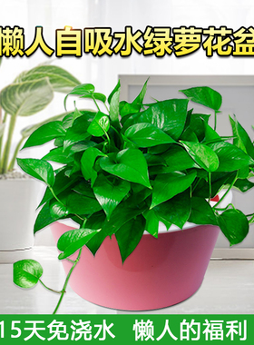 懒人自动吸水绿萝花盆家庭阳台养花种菜盆塑料圆形大号盆栽种植盆