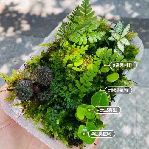 微景观造景植物鲜活蕨类植物雨林缸生态瓶室内假山造景材料