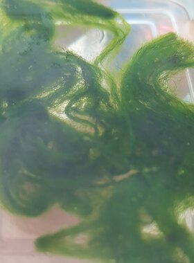 水绵水藻水生藻类植物七年级科学生物学学生教学实验室上课专用