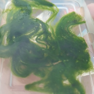 水绵水藻水生藻类植物七年级科学生物学学生教学实验室上课专用