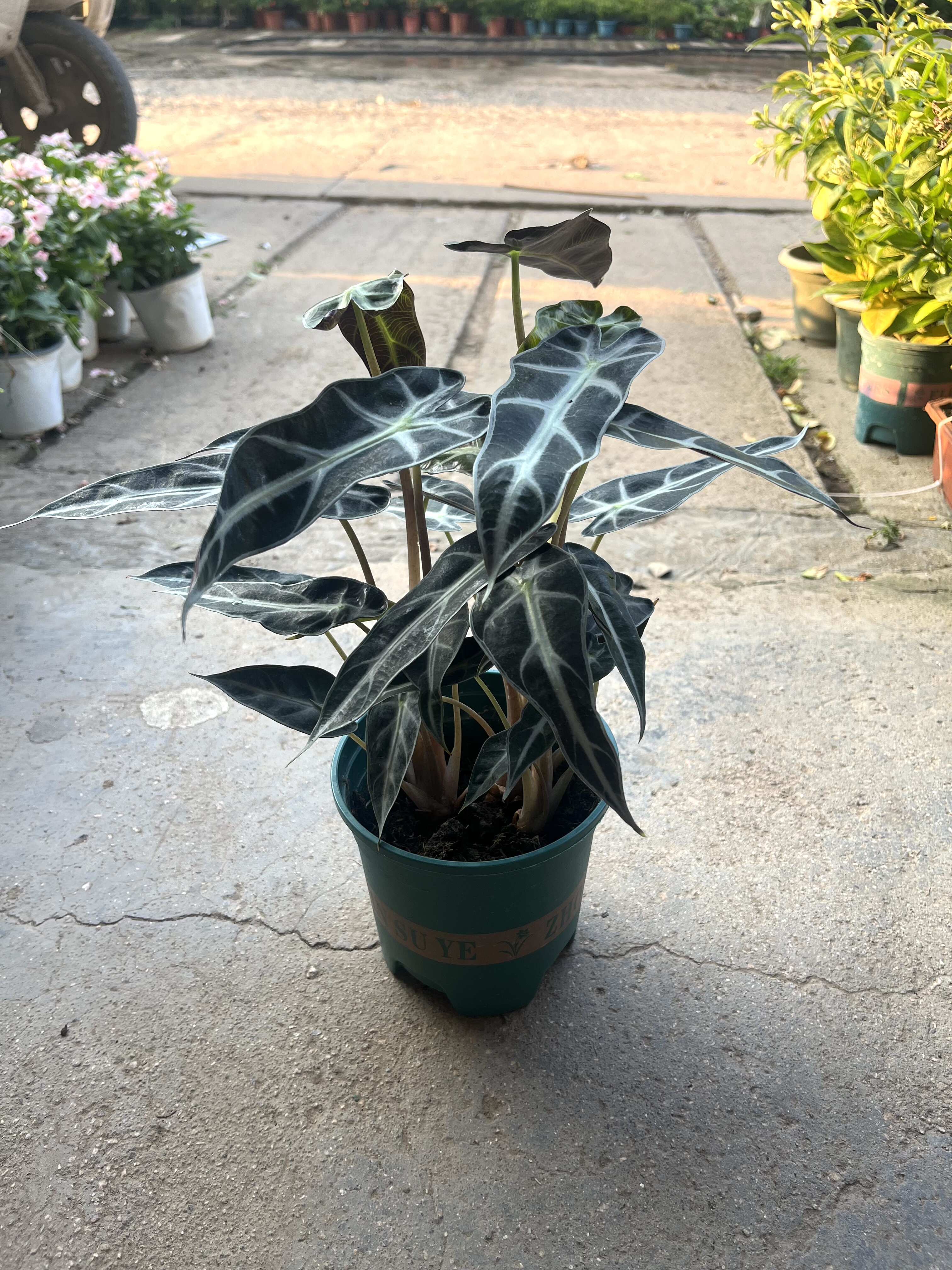 小仙女海芋水培植物办公室内桌面北欧风绿植小盆栽防辐射净化空气