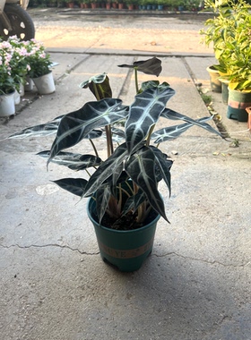 小仙女海芋水培植物办公室内桌面北欧风绿植小盆栽防辐射净化空气