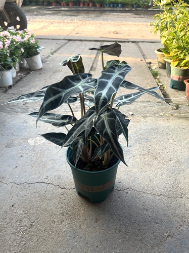 小仙女海芋水培植物办公室内桌面北欧风绿植小盆栽防辐射净化空气