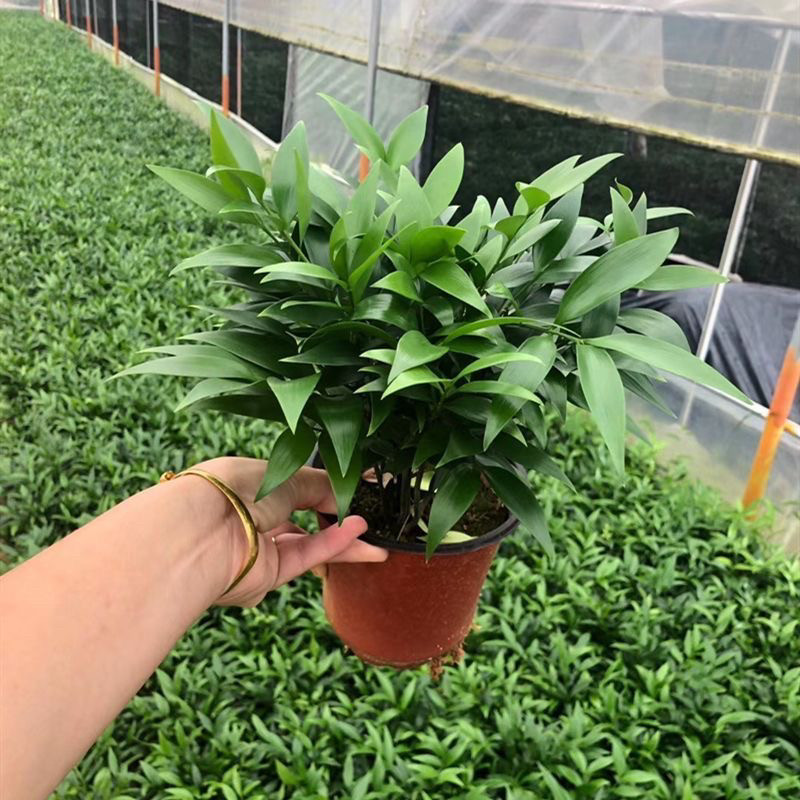 竹柏盆栽四季常青水养水培植物长寿竹平安竹室内耐寒绿植竹柏苗