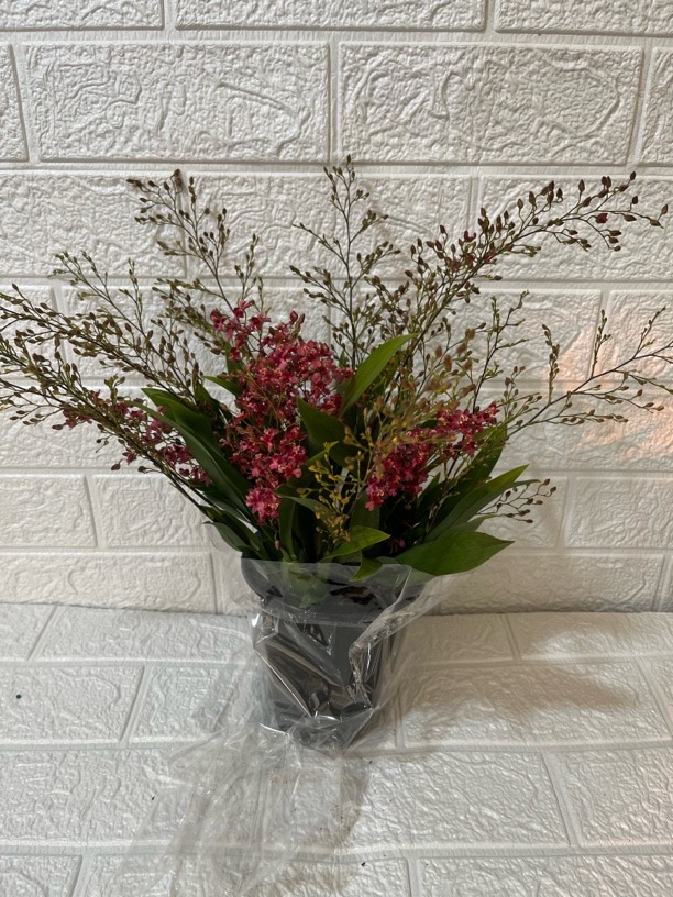 红色梦香兰盆栽带花苞室内桌面香水大花苗兰花四季（15支花剑）