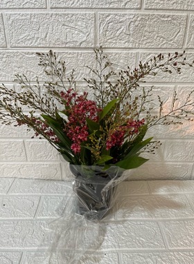 红色梦香兰盆栽带花苞室内桌面香水大花苗兰花四季（15支花剑）