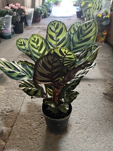 孔雀竹芋盆栽室内客厅办公室桌面四季常青好养活绿植花卉植物