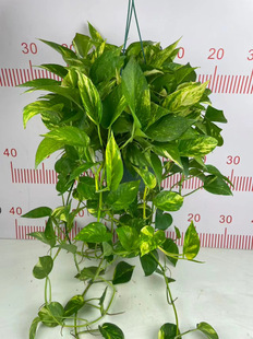 新款花叶绿萝金边绿萝批发新房长藤绿箩绿植客厅垂吊水培