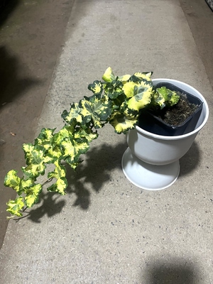 月光灯雪莹常春藤室内客厅办公室桌面四季常青好养活绿植花卉