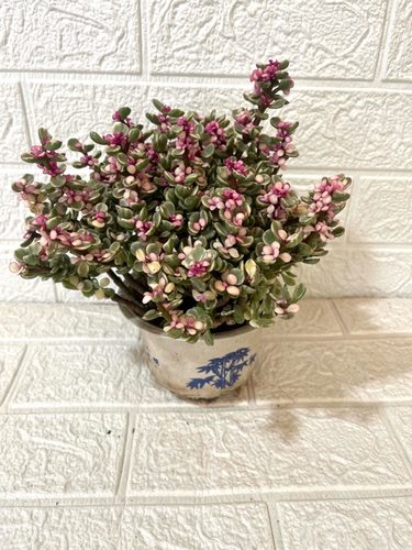 金枝玉叶盆栽老桩多肉水培植物花卉室内花办公室绿植好养净化空气