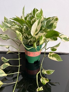 白金葛花叶绿萝雪花葛盆栽爬藤垂吊室内桌面水培好养小绿植物