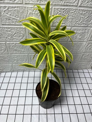 正品金边百合竹盆栽室内客厅办公室桌面四季常青好养活绿植花卉