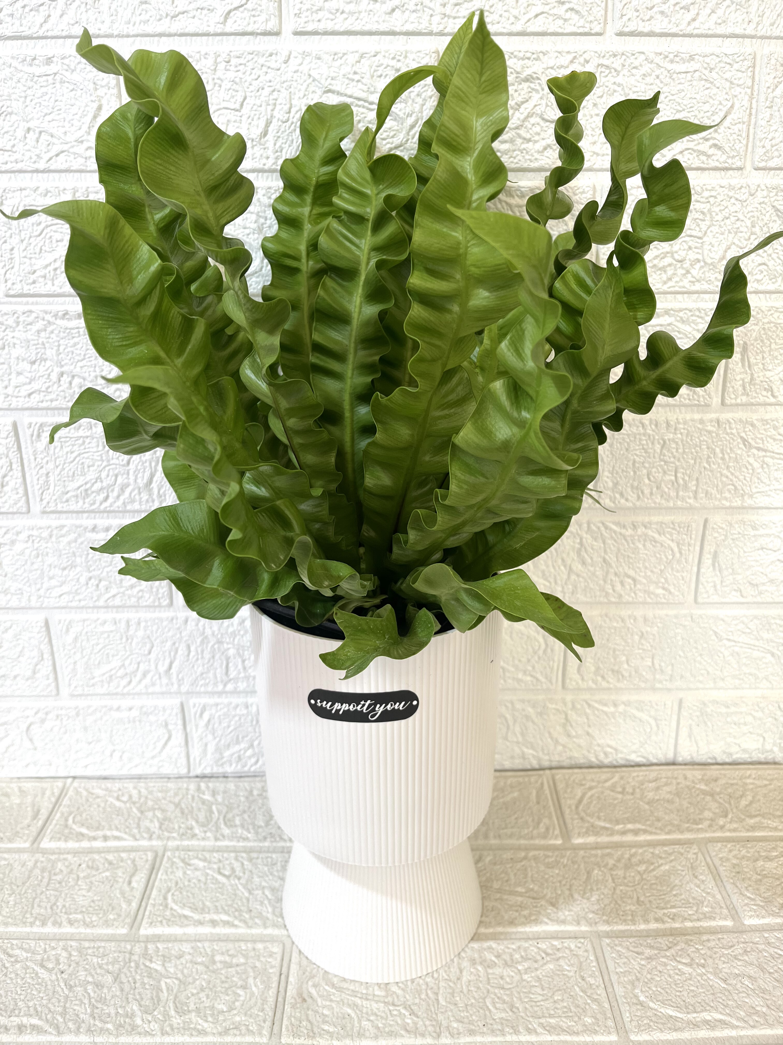 火焰鸟巢蕨盆栽室内桌面绿植净化空气四季常青,鲜花速递/花卉仿真/绿植园艺,绿植,淘宝优惠券,粉丝福利购,淘宝优惠卷