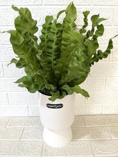 火焰鸟巢蕨盆栽室内桌面绿植净化空气四季常青