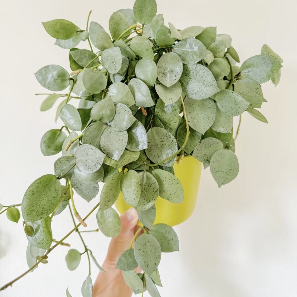薄荷银币球兰Hoya Lacunosa Silver Mint Coin稳定全斑稀有品种